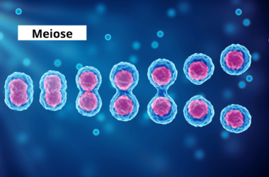 Imagem ilustrando o processo de meiose, mostrando as etapas de separação dos cromossomos homólogos.