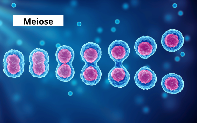 Imagem ilustrando o processo de meiose, mostrando as etapas de separação dos cromossomos homólogos.