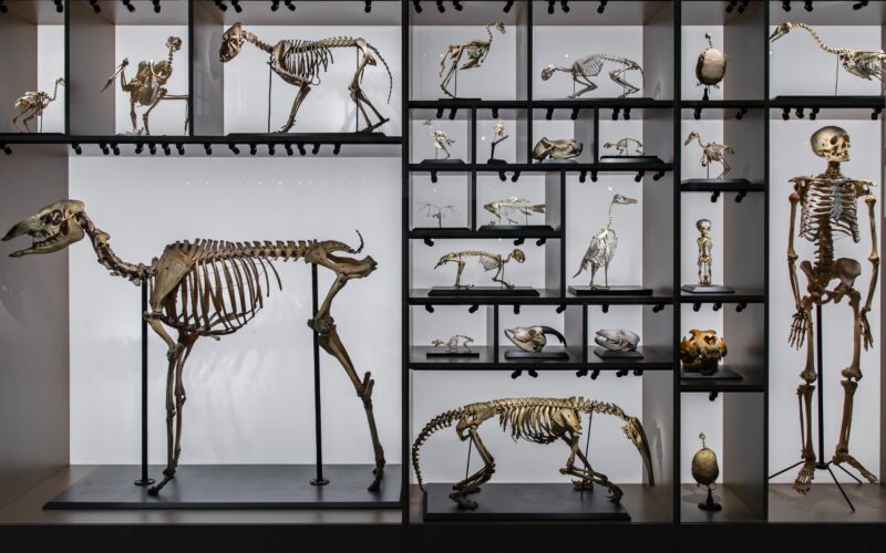 Esqueletos de animais representando as diversas eras da evolução geológica