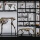 Esqueletos de animais representando as diversas eras da evolução geológica