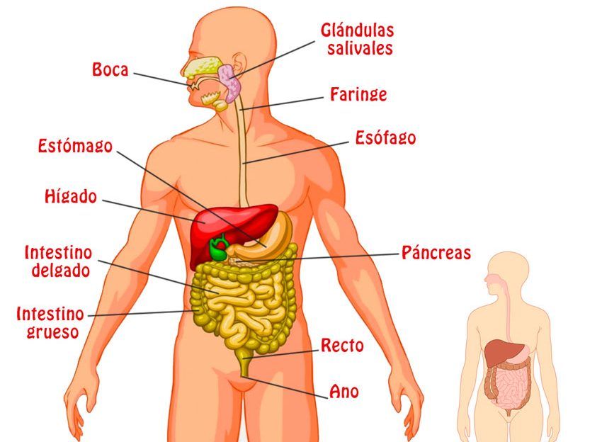 Sistema Digestório